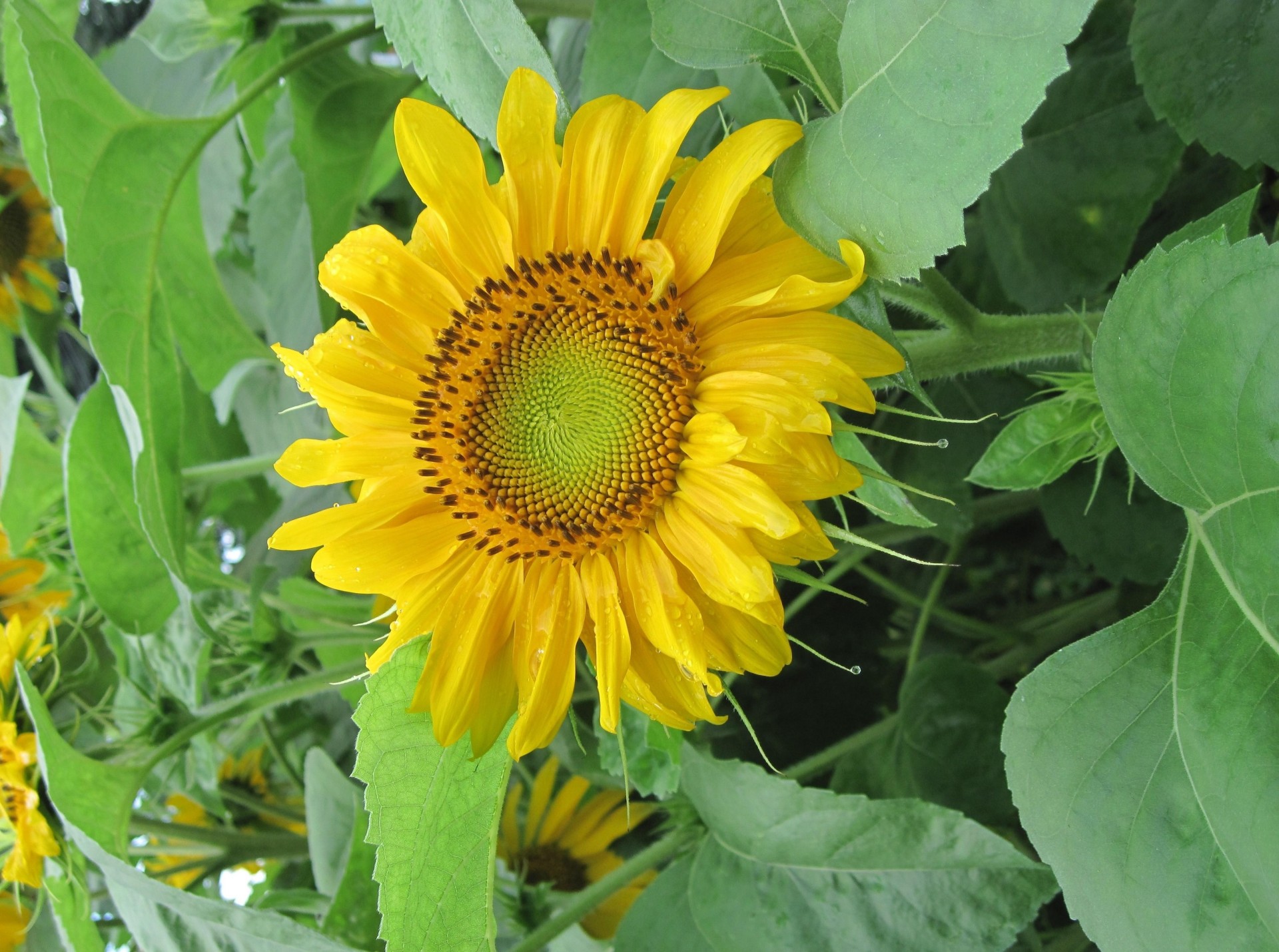 humeur tournesols été verdure