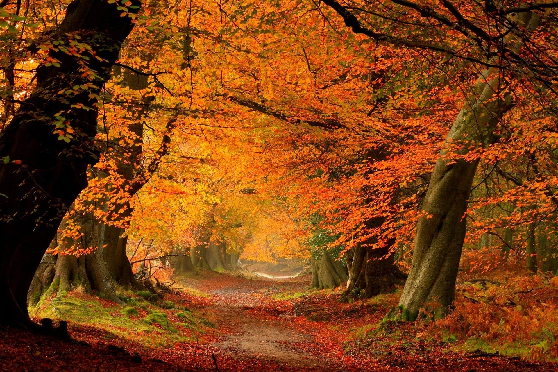 bunt straße natur blatt wald palmen herbst fußweg park