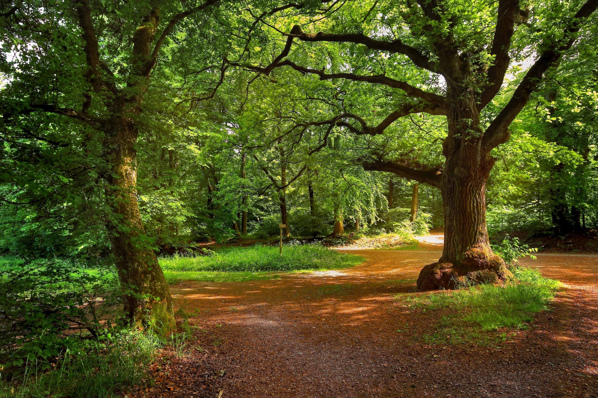 parque paisaje bosque árboles camino