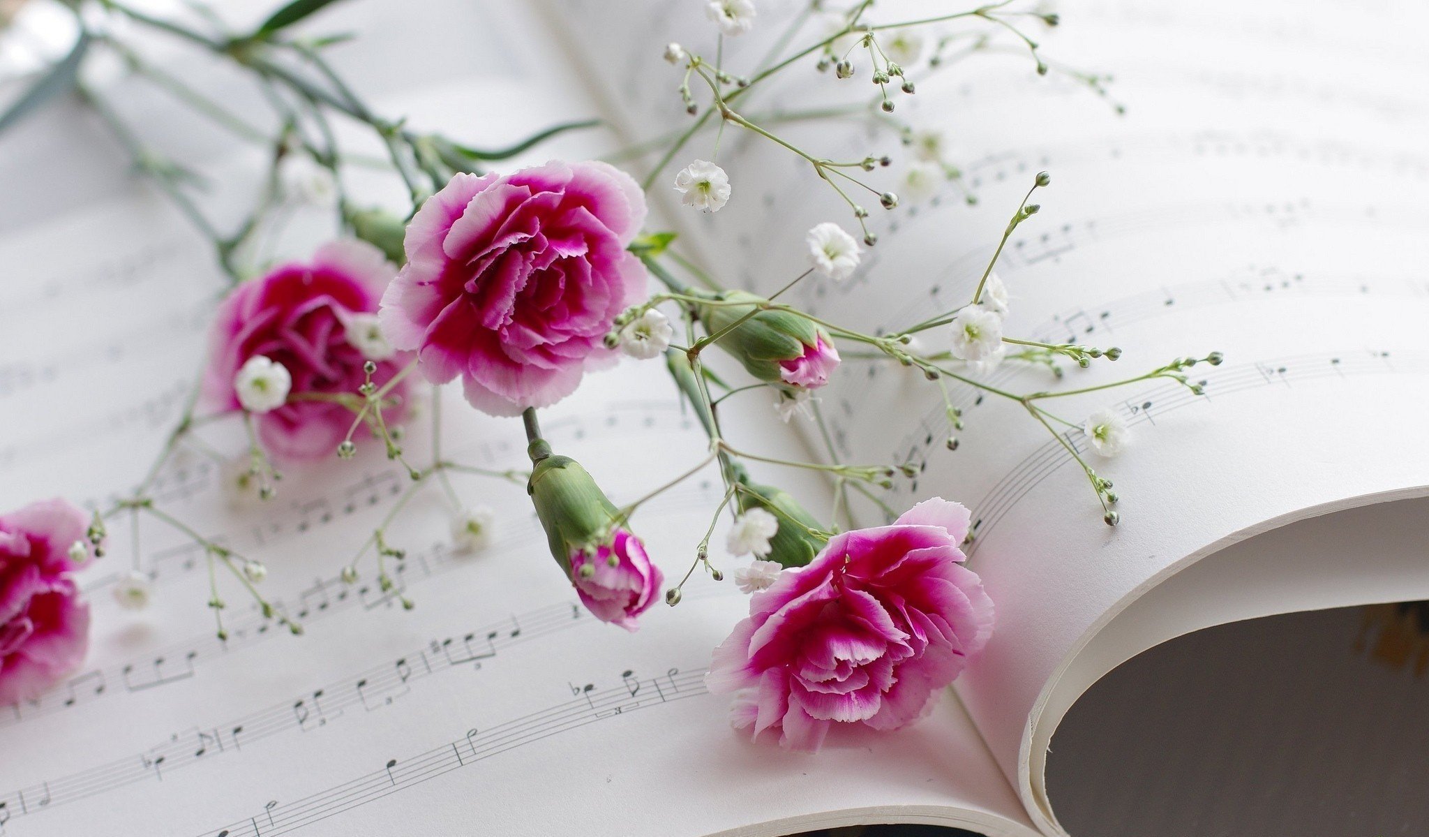 notes fleurs pages oeillets