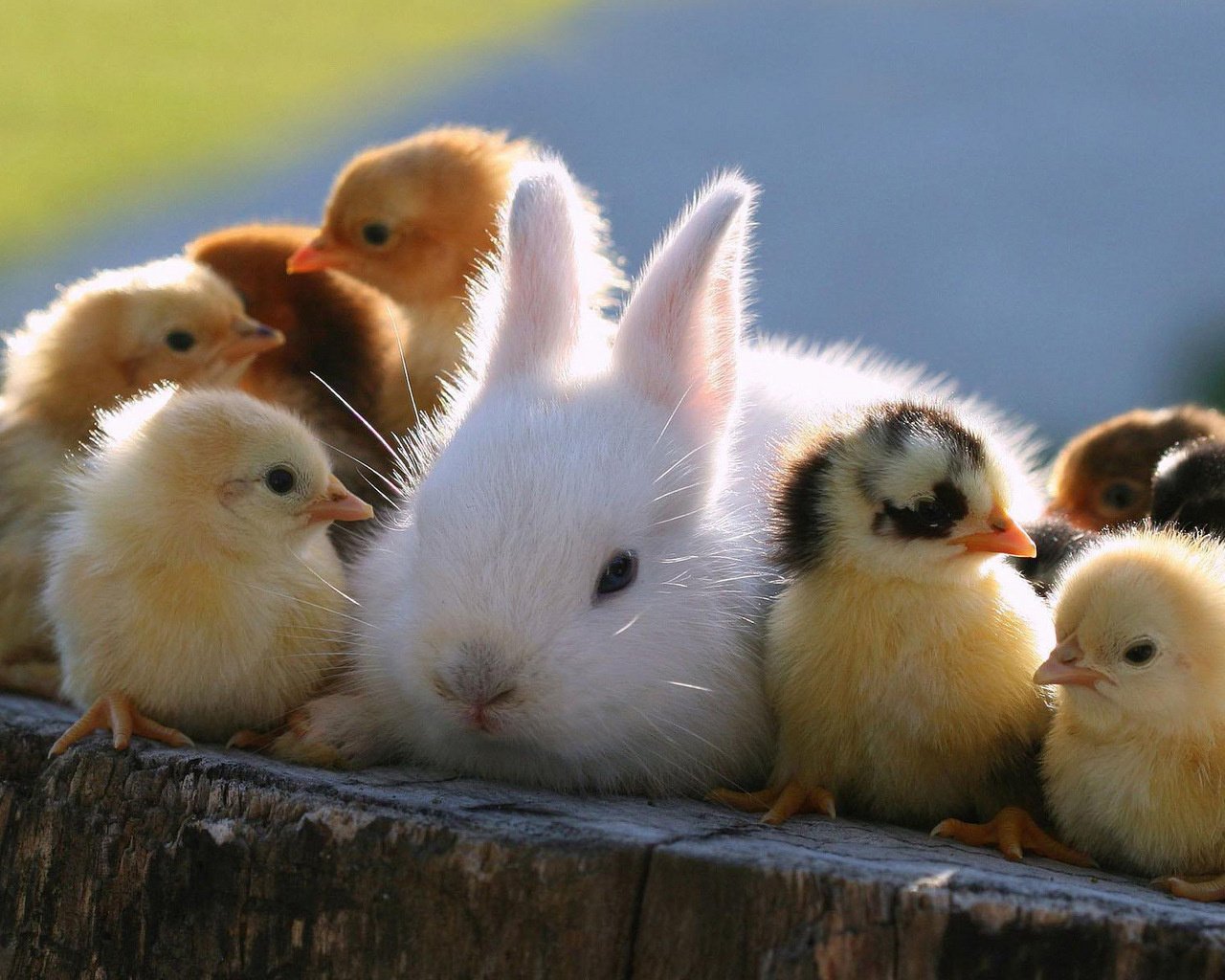 chats chiens animaux