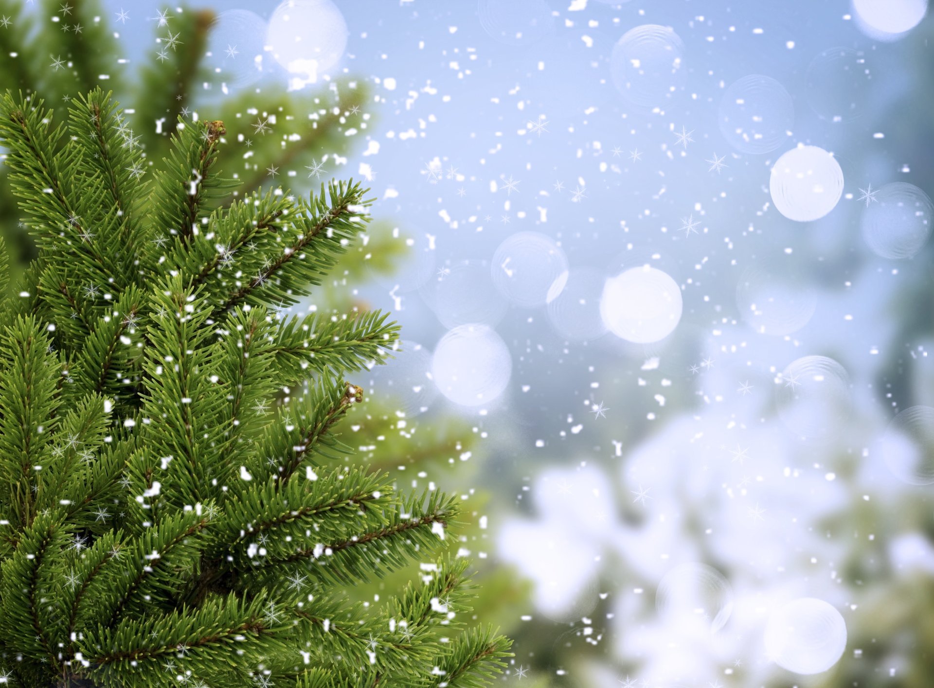 abeto abeto verde ramas invierno árbol de navidad árboles frío