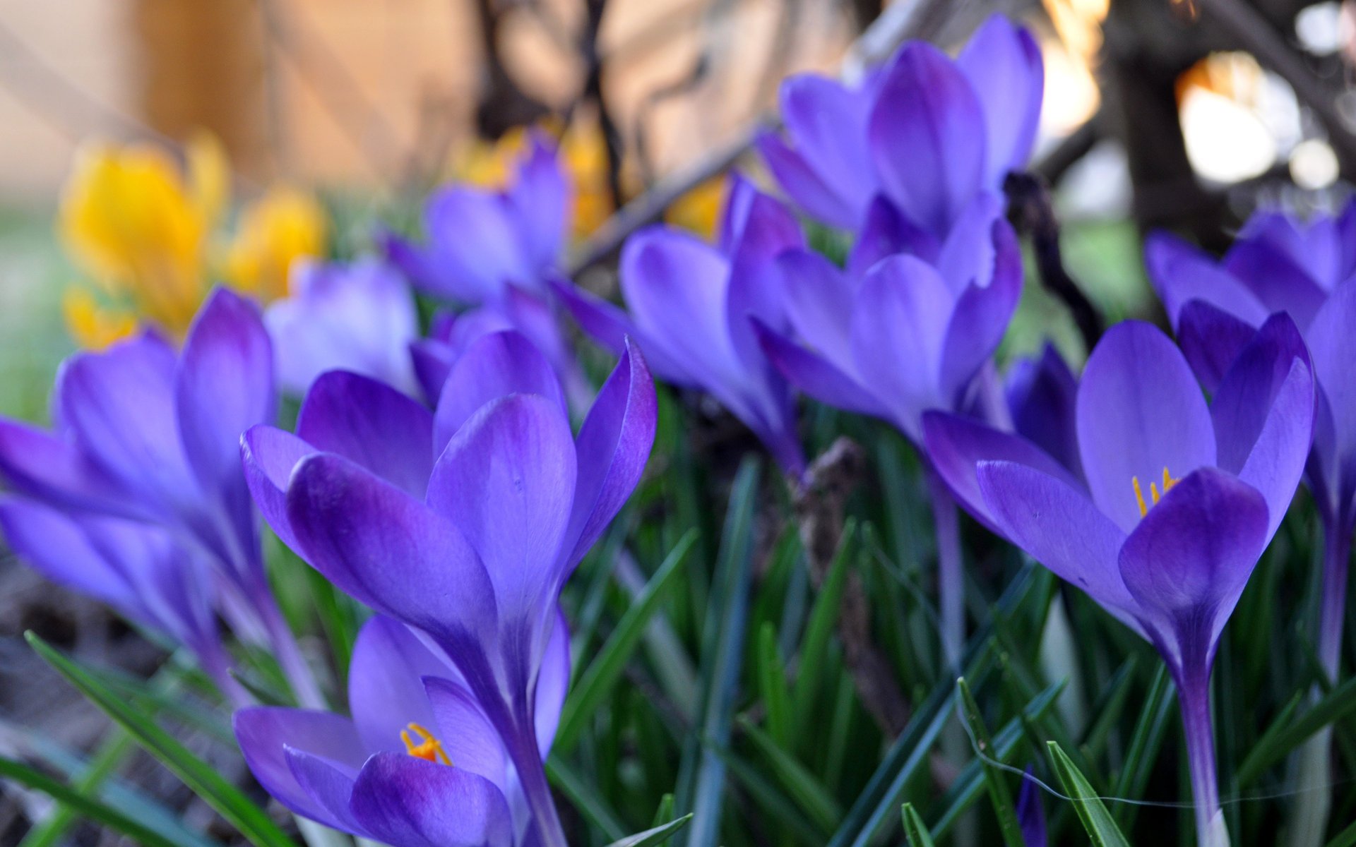 natur frühling schön