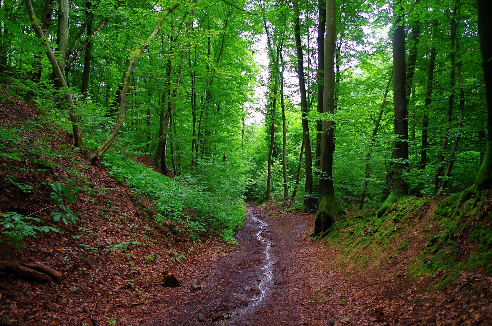 лес деревья крик германия бавария