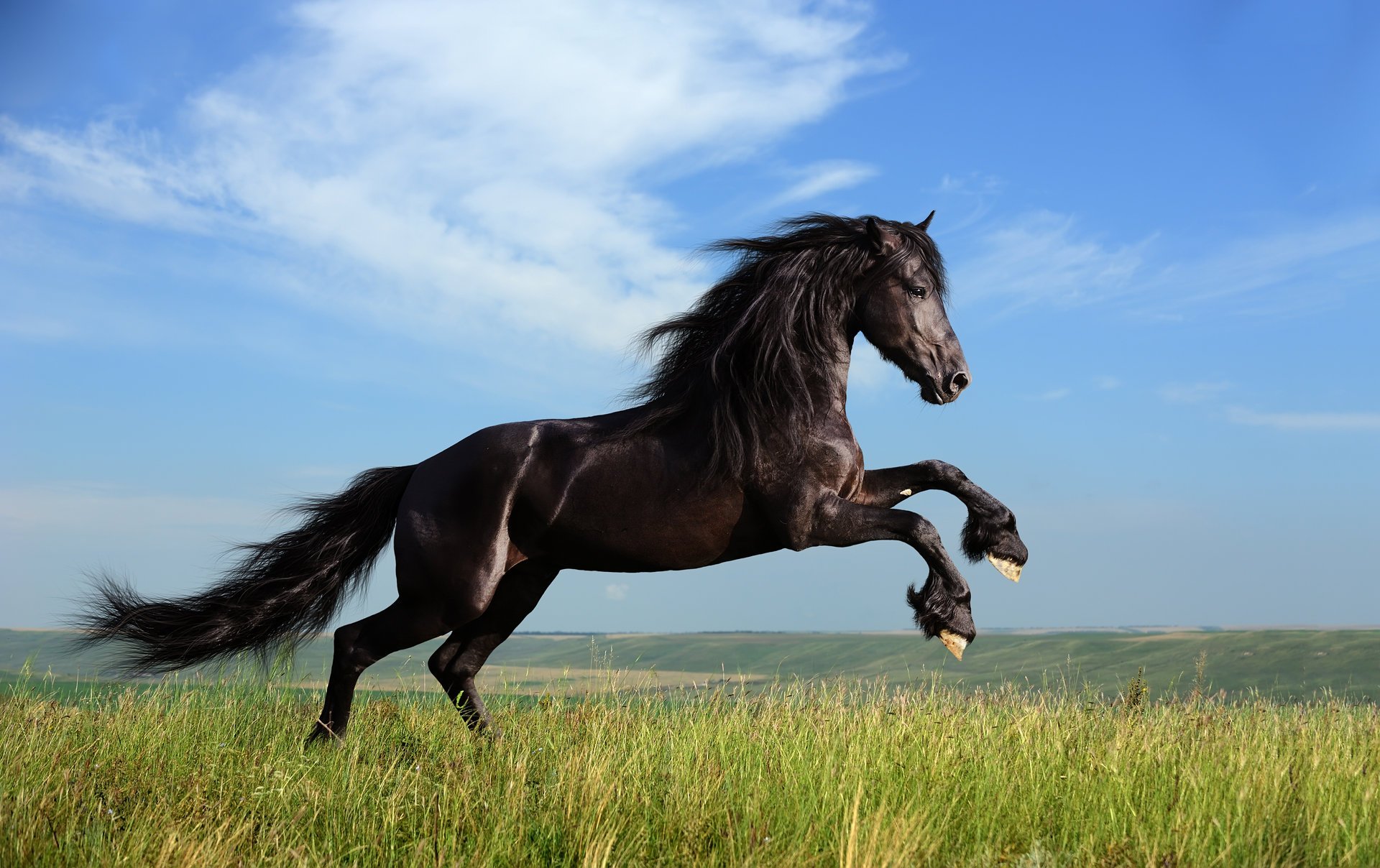 horse grass clouds freedom mane