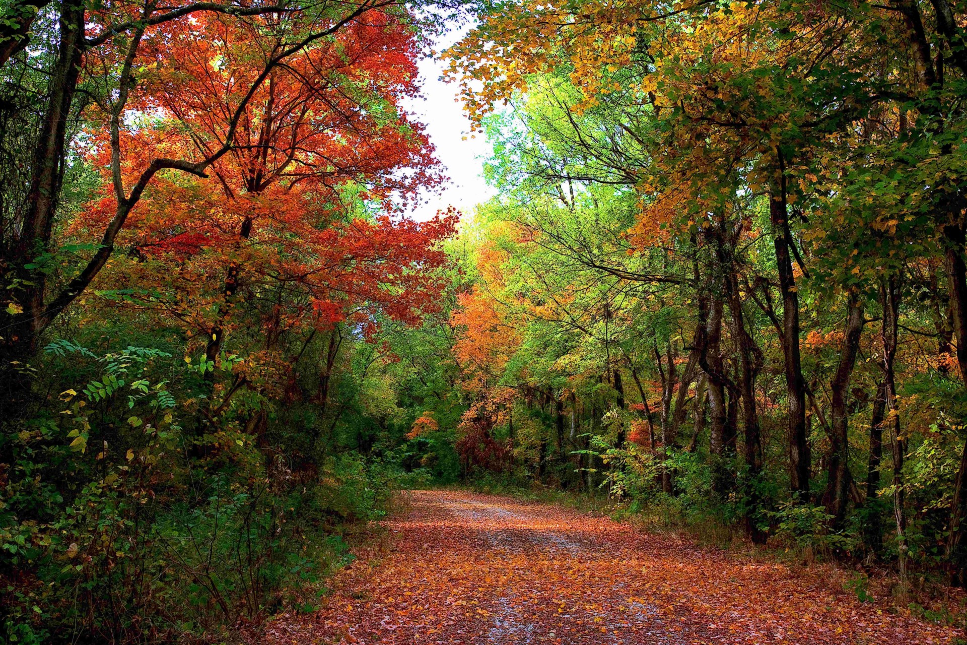 herbst straße landschaft wald bäume