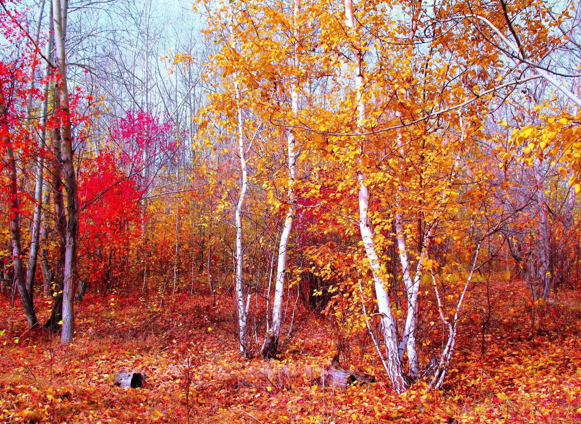 nature pourpre or paysage rouge forêt automne