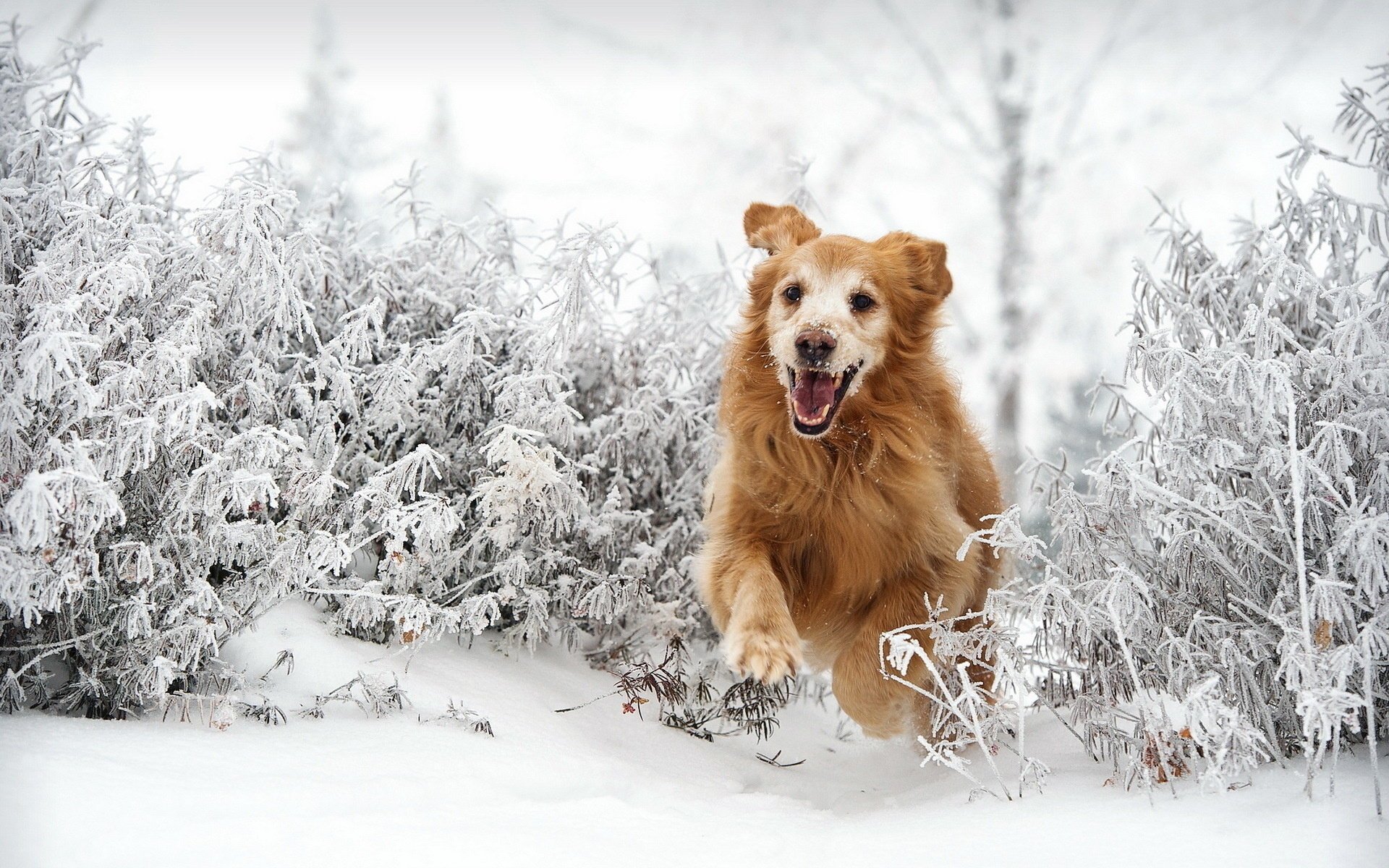 perro amigo invierno