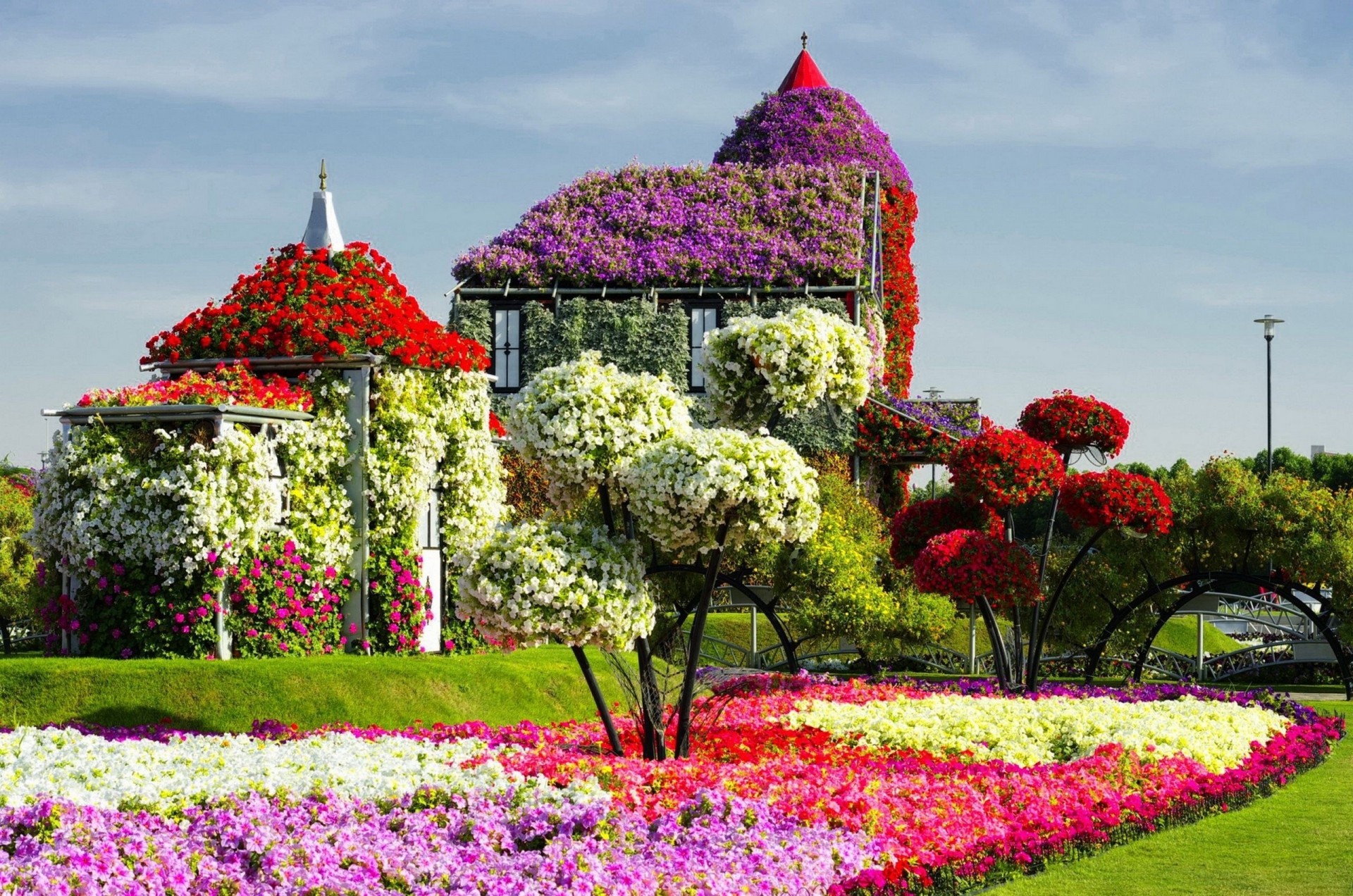 dubai giardini natura petunia emirati arabi uniti prato