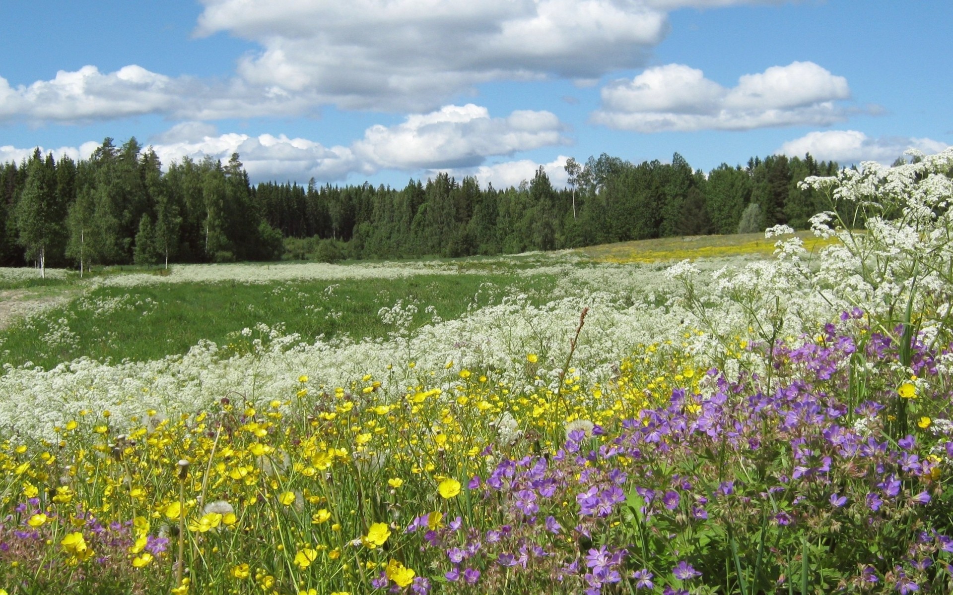 menschen jungtier wald sommer blumen butterblumen