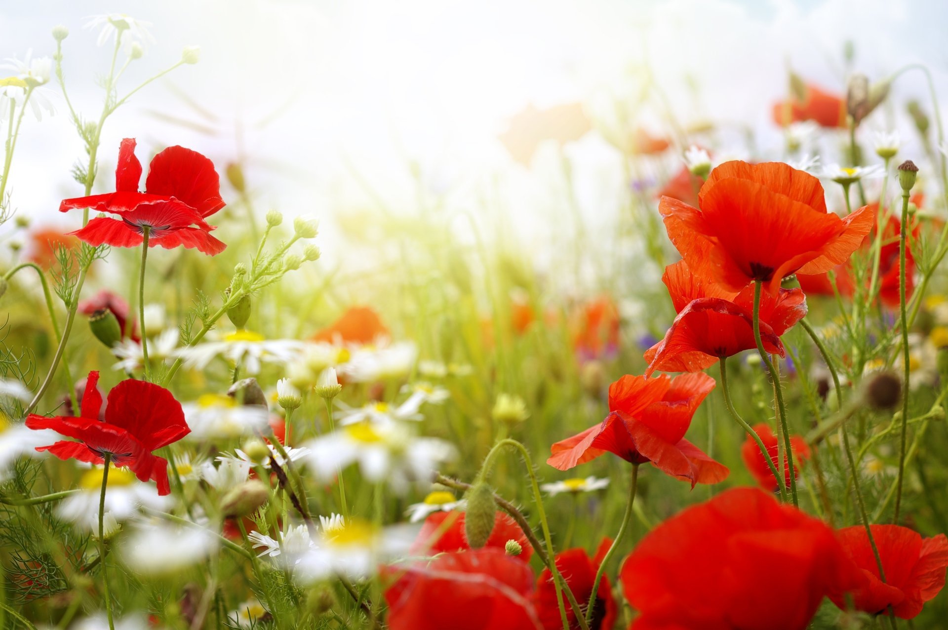 été marguerites fleurs coquelicots