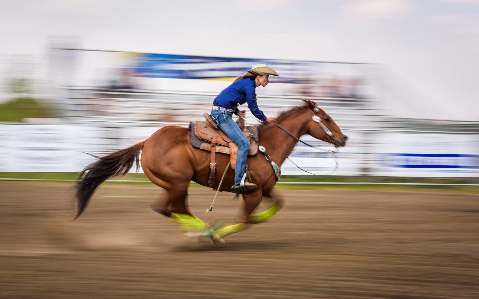 koń bieganie sport