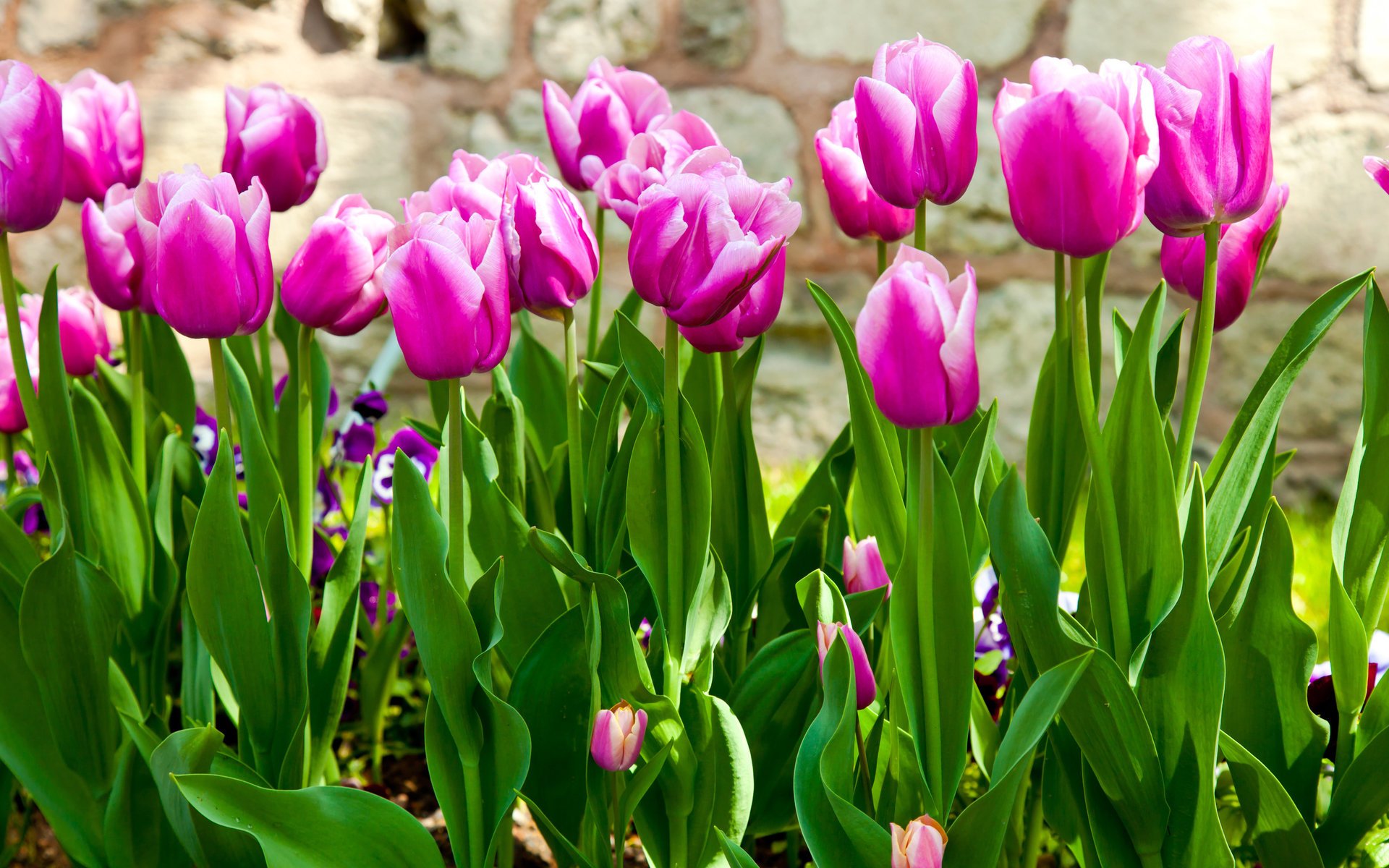 natur frühling schön