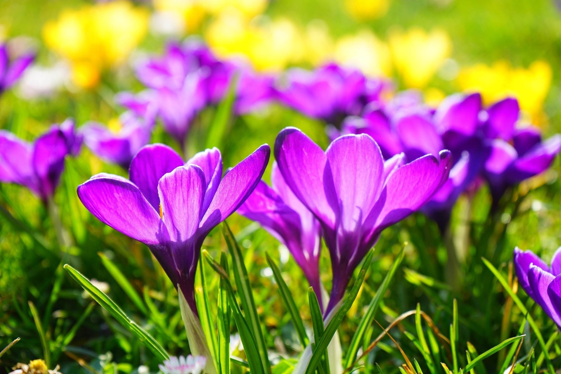 fleurs crocus printemps