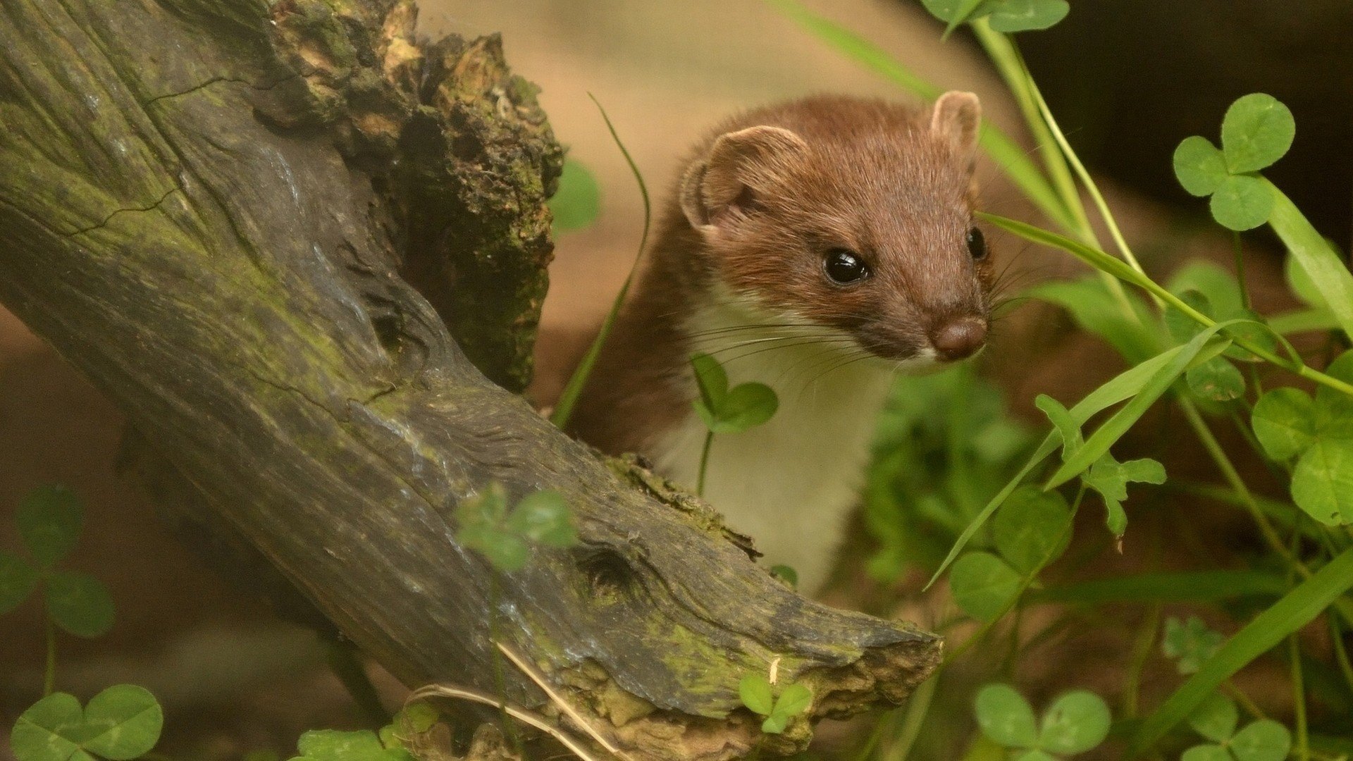 cute silky look animal