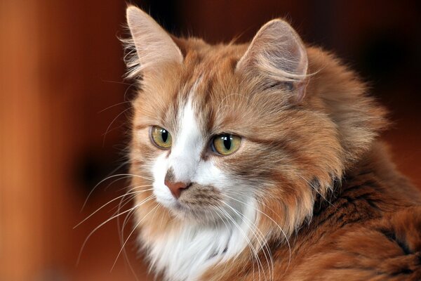 Gatto rosso con gli occhi verdi