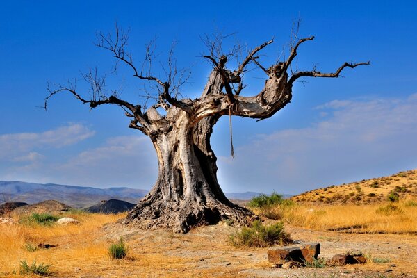 Ein alter Baum in einer brennenden Wüste