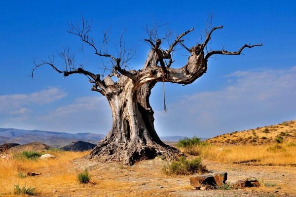 Un vecchio albero in un deserto bruciante