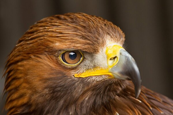 Macrofotografia di un falco marrone con un becco giallo-nero