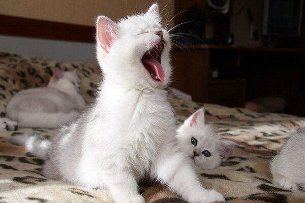 A white fluffy kitten yawns