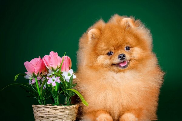 Spitz dai Capelli rossi con tulipani rosa