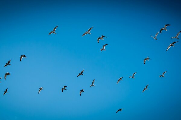 Seagulls fly high into the sky