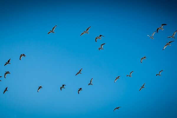 Las gaviotas vuelan alto en el cielo