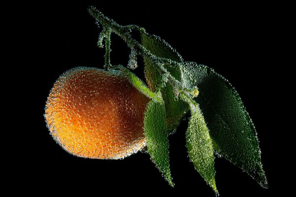 Arancia succosa su un ramoscello verde coperto di gocce di rugiada trasparenti