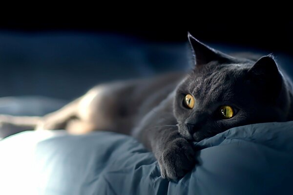 Eine graue Katze, die mit einem interessierten Blick auf das Bett liegt