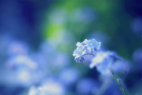 Beautiful blurred blue forget-me-nots