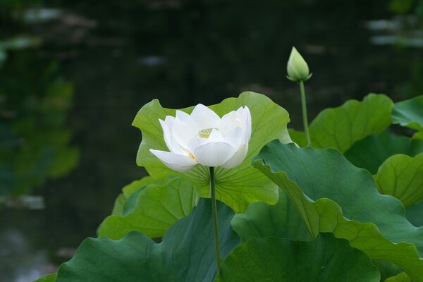 White lily on the pond