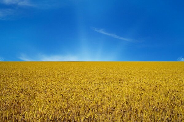 Ähren aus gelbem Weizen und blauer Himmel
