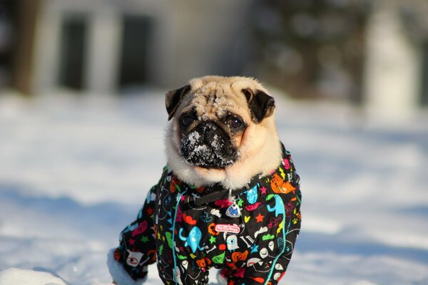 Pug in a smart winter suit on a walk
