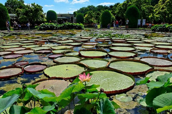 A park with a pond and water lilies in it. Trees