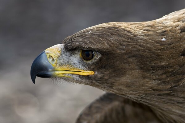 Macrophotography of the eagle s head in profile