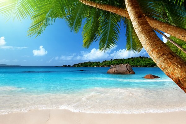 Тропический пляж. Голубой фон
