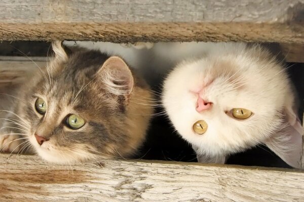 Deux chats ludiques regardent dans la fente