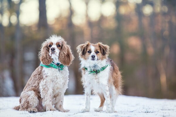 Two similar dogs in a collar ah on a winter walk