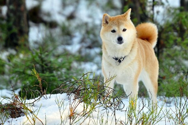 Perro en el bosque nevado de primavera