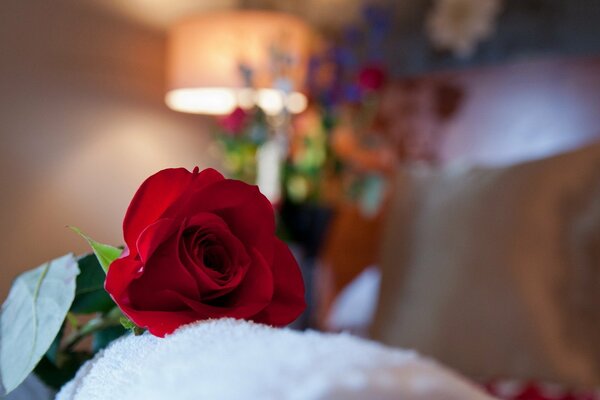 A red rose on a terry towel in the room