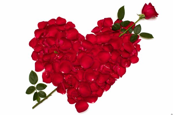 Coeur de pétales de roses rouges