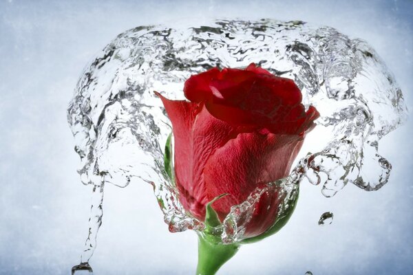 Rosebud on the background of water