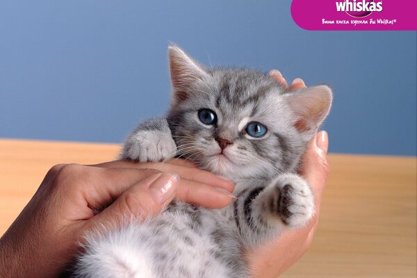 Chaton balde dans les mains de la maîtresse