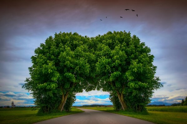 Arche sur la route des arbres. Paysage