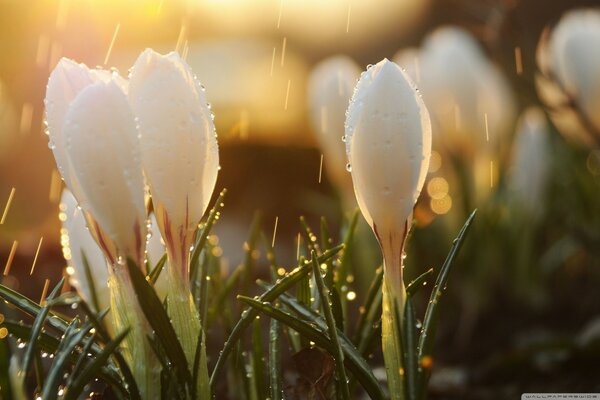 Crocus le matin, après la pluie!