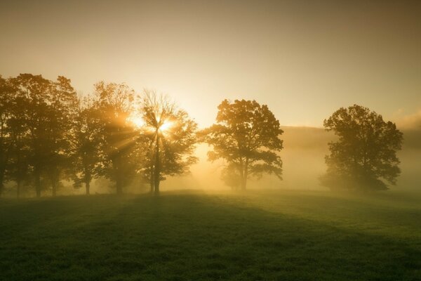 Alberi al tramonto. Paesaggio serale