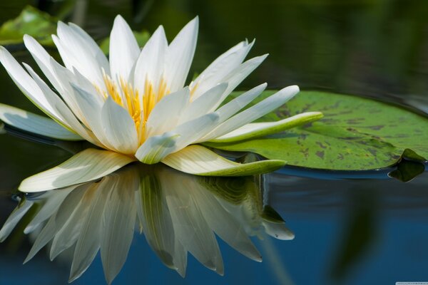 The blooming Lily on the pond 