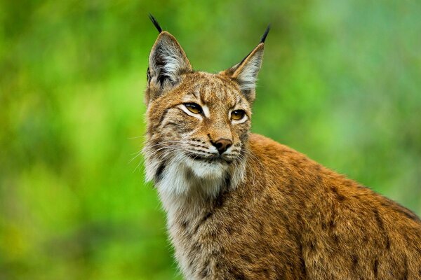 Europäischer Luchs mit Bürsten an den Ohren