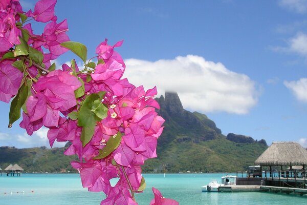 Fiori rosa su uno sfondo di lago e montagne