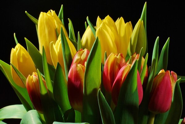 Bouquet of yellow and red tulips